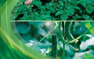 Фунгицид Курзат® Р 44 з.п. на фоне растений