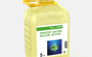 Піктор Актив