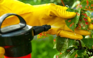 Спрей для обробки рослин у рукавичках - Урожай