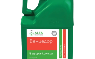 Зеленая канистра с этикеткой Венцедор от Alfa