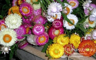 Принцесса Сури