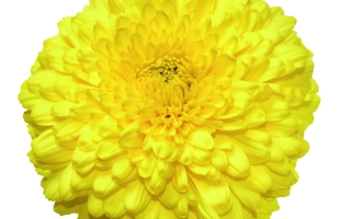 Золотые Купола