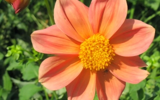 Веселые Ребята Светло-Оранжевые