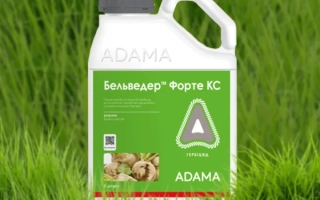 Бельведер КС