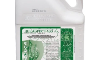 Декабрист 480