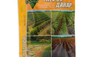 ГЛІФОС Дакар