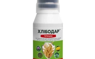 Хлибодар, СЕ.