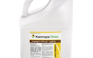 White jug with label Kantor Plus - CAPTOR PLUS