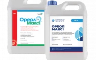 Ореол Макси, КЕ