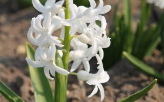 Арентине Арендсен