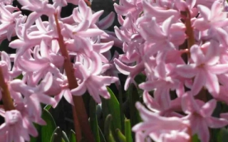 Куин ОФ Пинкс