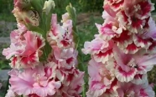 Джордж Сорос