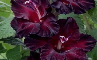 Эбони Бьюти