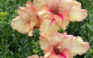 Королева Елизавета ИИ