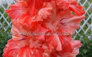 Осенний Поцелуй