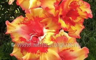 Половецкие Пляски