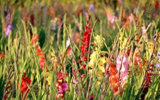 Профессор Александр Генкель