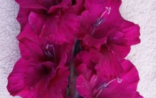 Пурпурный Гранд Паваротти