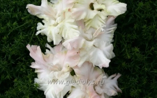 Роса В Изумруде