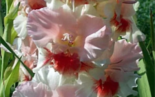 Румяные Щечки