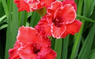 Серебряный Мираж