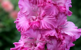 Сиреневый Вечер