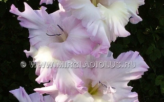 Старый Невский