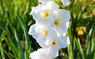 Уайт Фростинг