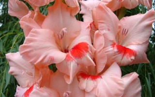 Улыбка Гагарина