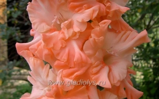 Гладиолус Виктор — крупный план цветка с нежно-розовыми лепестками на фоне зелени