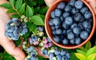 Руки держат миску с голубикой на фоне куста голубики - БЛУ РИББОН