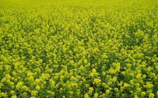 Поле горчицы - БЭЛЛА