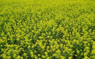 Поле горчицы сорта Дюна