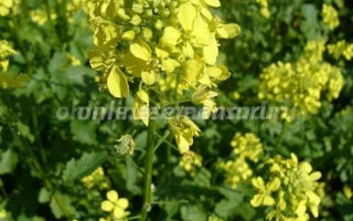 Желтые цветы горчицы Луговская на фоне зелени