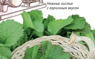 Seed packet of mustard variety Prima with image of leaves and basket