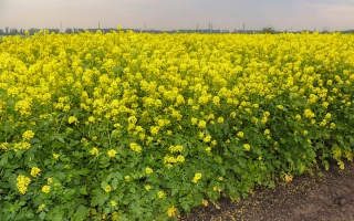 Поле горчицы - Руслана