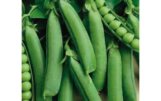 Амбассадор