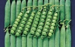 Свежие зеленые стручки гороха на синем фоне - АВОЛА