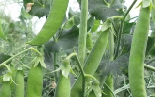 Свежие зеленые стручки гороха на растении - Бастион