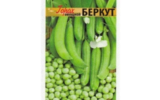 Беркут