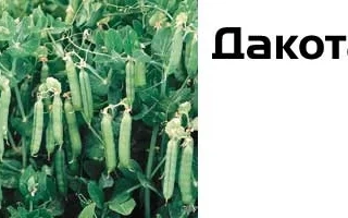 Растение гороха сорта Дакота на фоне поля