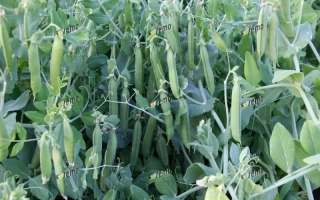 Растущий горох на грядке - ДАЛИЛА