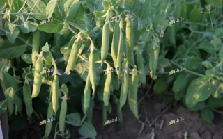 Свежие стручки гороха на растении - ДАВИД