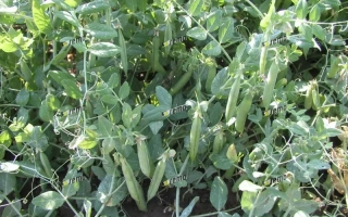 Свежие зеленые стручки гороха на растении - ГАВЕЛ