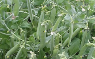 Свежие зеленые стручки гороха на растении - КАСАЛ