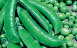 Медовая Лопатка