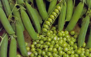 Свежий горох овощной в стручках и зерне - МИЛОР