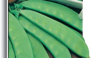 Орегон Шуга