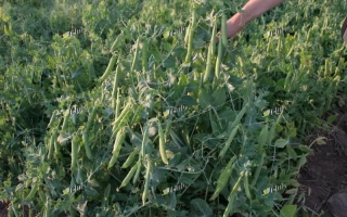 Фото грядки с горохом овощным - РАДИМ