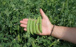 Свежие стручки гороха в руке на фоне зелёного поля - РАДОВАН